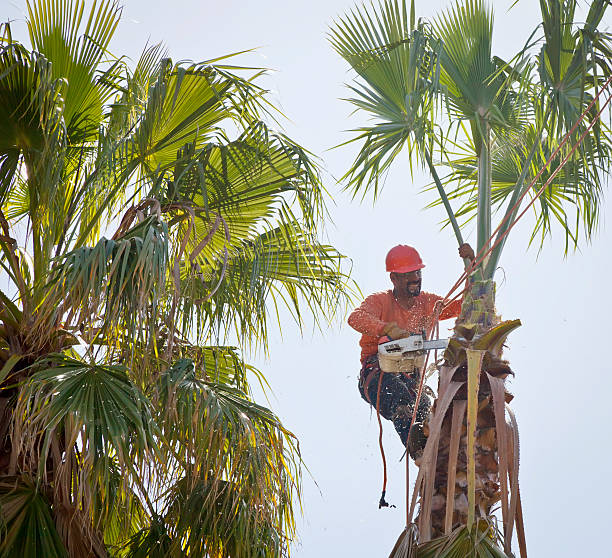 Woodside, CA Tree Service Company